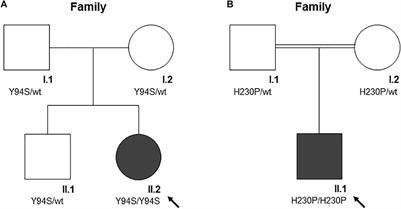 Characterization of Two Cases of Congenital Dyserythropoietic Anemia Type I Shed Light on the Uncharacterized C15orf41 Protein